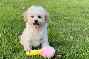 Maggie - Bich-Poo - Bichpoo for sale