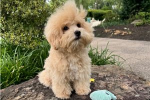 Kingston - Bich-Poo - Bichpoo for sale