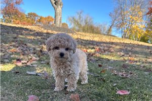 Bianca - puppy for sale