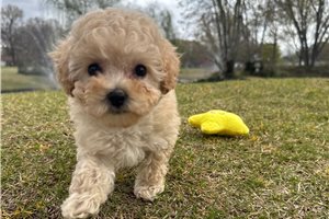 Kaylee - puppy for sale