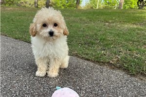 Katherine - Bich-Poo - Bichpoo for sale