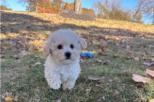 Barrett - Bich-Poo - Bichpoo for sale