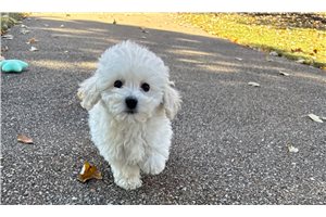 Baxter - puppy for sale
