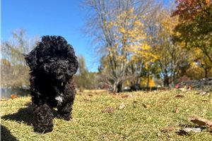 Blaine - puppy for sale
