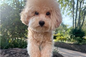 Kingston - Bich-Poo - Bichpoo for sale