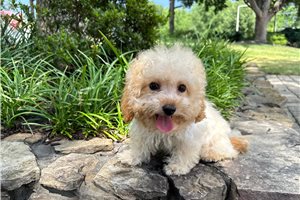 Murray - Bich-Poo - Bichpoo for sale