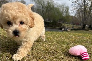 Katherine - Bich-Poo - Bichpoo for sale