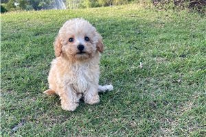 Murray - Bich-Poo - Bichpoo for sale