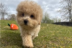 Kingston - Bich-Poo - Bichpoo for sale