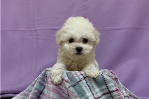 Sheena - puppy for sale