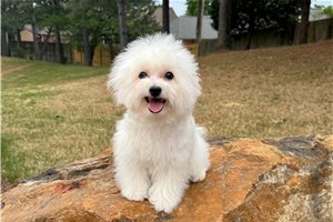 Smythe - puppy for sale