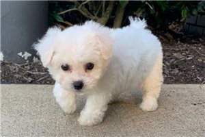 Bichon Frise for Sale | Puppies | Pawrade.com