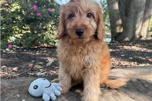 Ryan - Mini Goldendoodle for sale