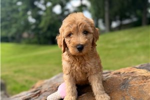 Penelope - Goldendoodle, Mini for sale