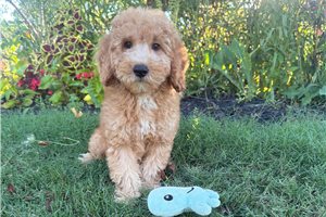Pharoah - Goldendoodle, Mini for sale