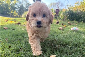 Riley - puppy for sale