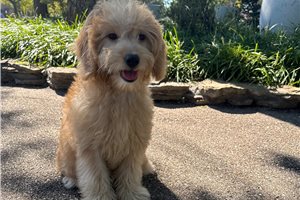 Skylar - puppy for sale