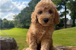 Pharoah - puppy for sale