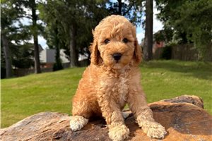 Polly - puppy for sale