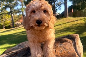 Rhodes - Mini Goldendoodle for sale
