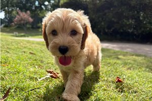 Paisley - puppy for sale