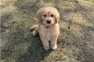 Henry - puppy for sale