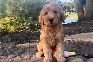 Penelope - Goldendoodle, Mini for sale