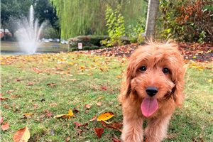 Ryan - Mini Goldendoodle for sale