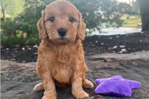 Rumi - puppy for sale