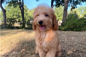 Pharoah - puppy for sale