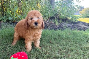 Rhonda - puppy for sale