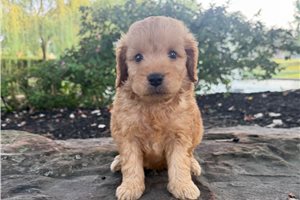Rhodes - puppy for sale