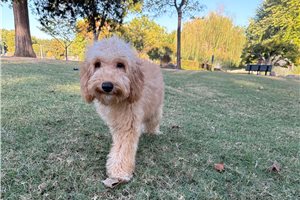 Pharoah - Mini Goldendoodle for sale