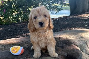 Phillip - Goldendoodle, Mini for sale