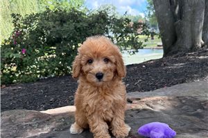Pippa - puppy for sale