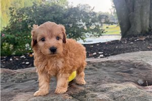 Ryan - puppy for sale