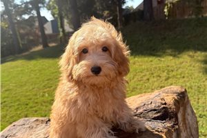 Ronnie - Mini Goldendoodle for sale