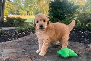 Ronnie - Goldendoodle, Mini for sale