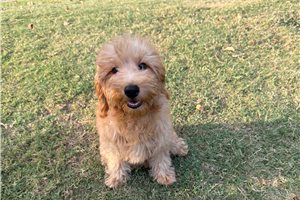 Penelope - Goldendoodle, Mini, placed in Nashville