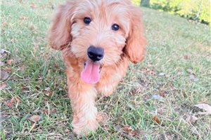 Rhodes - Mini Goldendoodle for sale