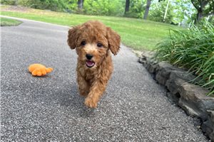 Luca - puppy for sale