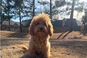 Artemis - puppy for sale