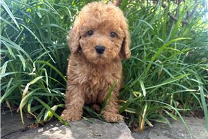 Liam - puppy for sale