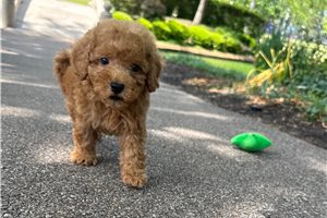 Lawson - Poodle, Miniature for sale