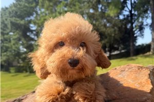 Lawson - Poodle, Miniature for sale