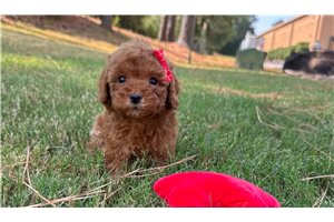 Alea - puppy for sale