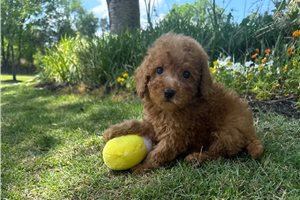 Lana - puppy for sale