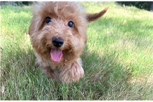 Laura - puppy for sale