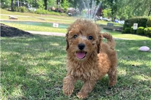 Laura - puppy for sale