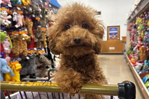 April - Poodle, Miniature for sale